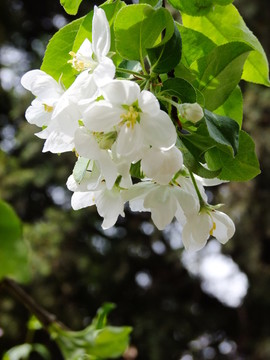 櫻花