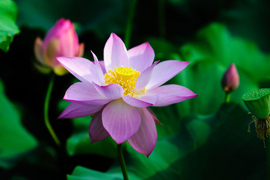 荷花