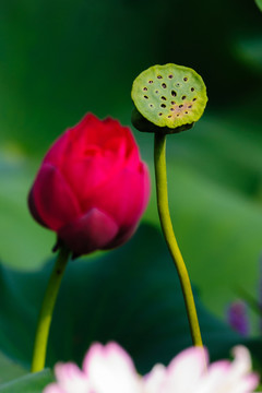 荷花
