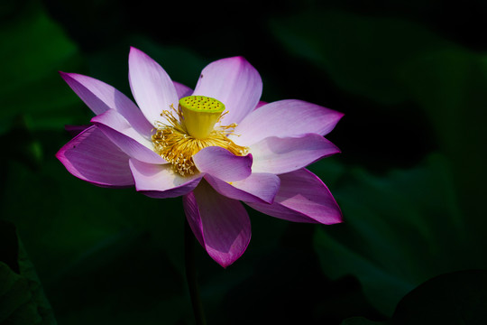 荷花