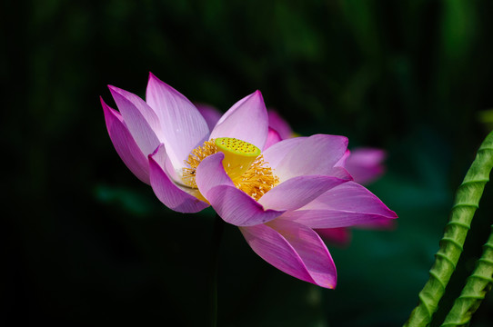 荷花