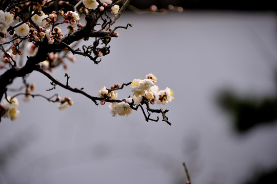 靈峰 靈峰探梅 冬季 梅花