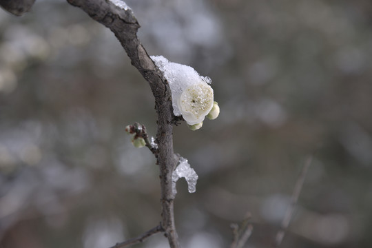 靈峰 靈峰探梅 冬季 雪梅