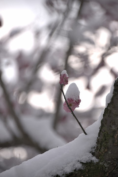靈峰 靈峰探梅 冬季 梅花