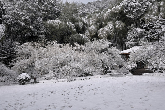靈峰 靈峰探梅 冬季 梅花