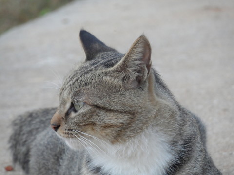 貓