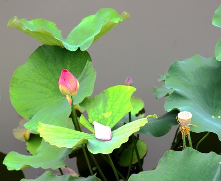 池塘蓮花