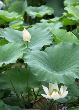白色蓮花