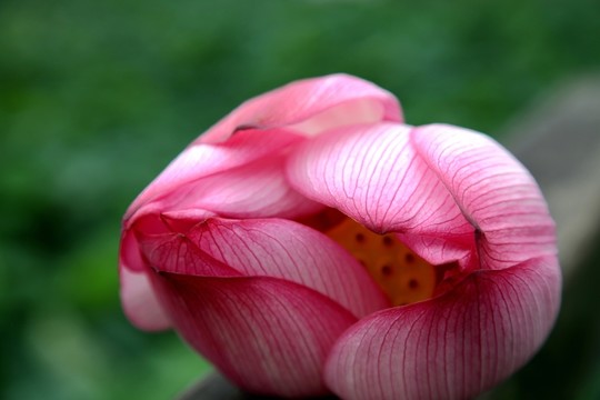 紅蓮花朵