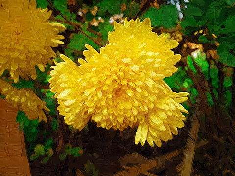 菊花花卉