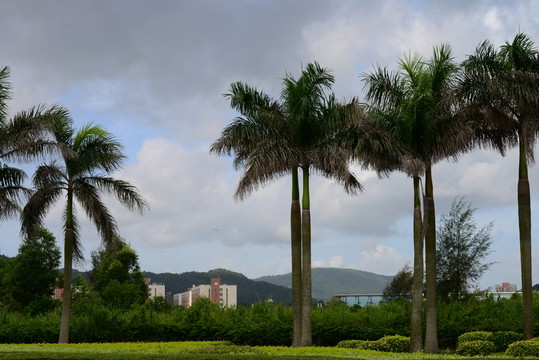 椰樹