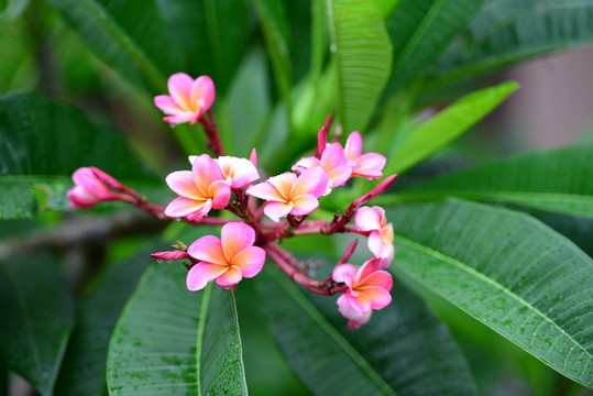 鮮花