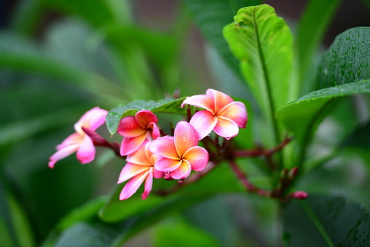 鮮花