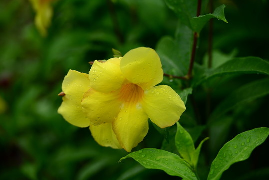鮮花
