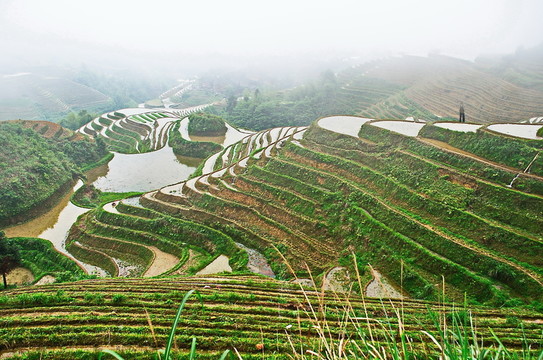 梯田近景