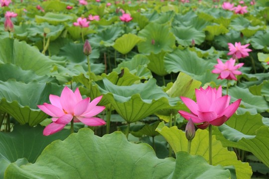 荷花盛開