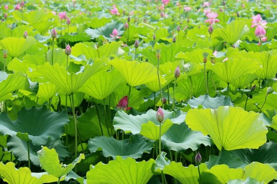 荷塘風(fēng)景