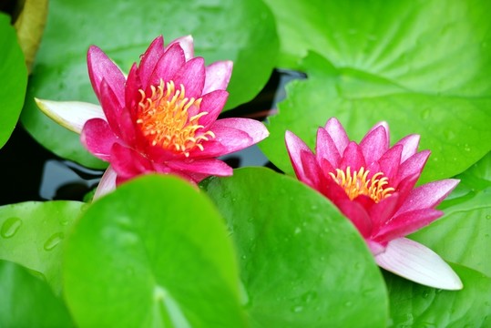 并蒂蓮