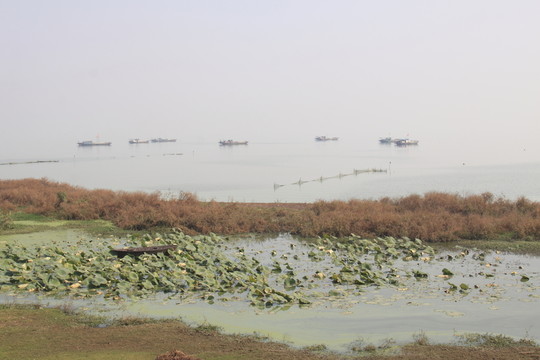 巢湖岸邊
