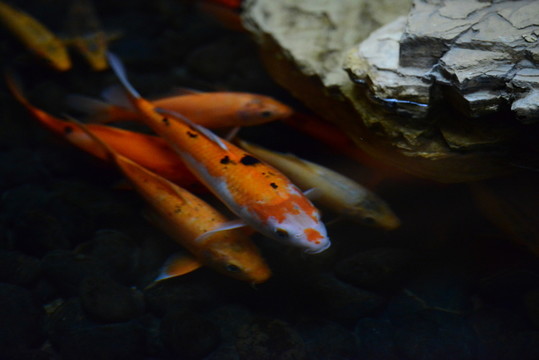 錦鯉