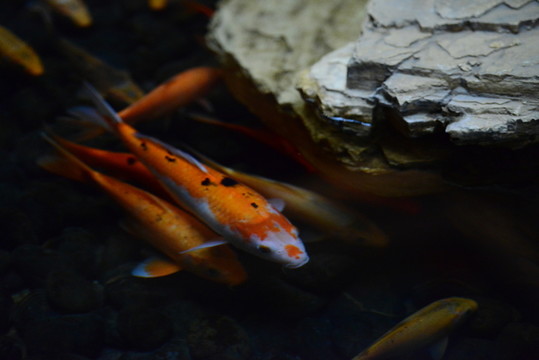 錦鯉魚