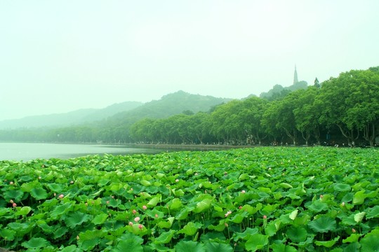 杭州西湖 斷橋 荷花