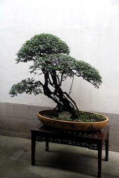 杭州胡雪巖舊居 盆景
