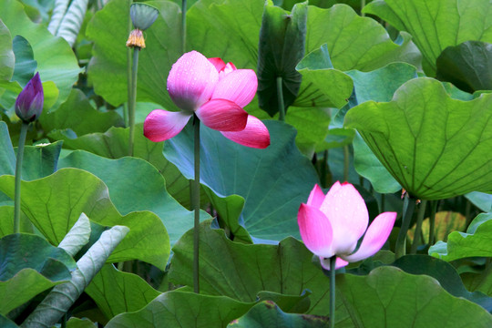 雨潤(rùn)荷花