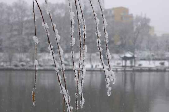 風(fēng)雪中的柳枝