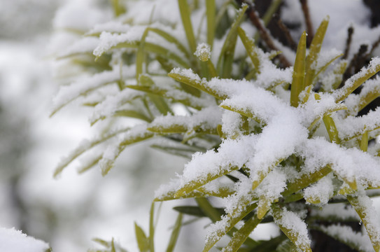 雪中羅漢松