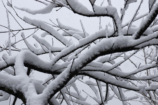 積雪樹枝