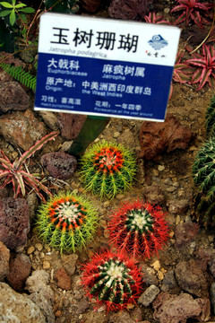沙地植物
