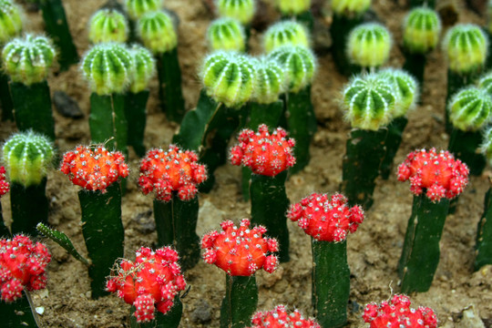 紅色仙人球