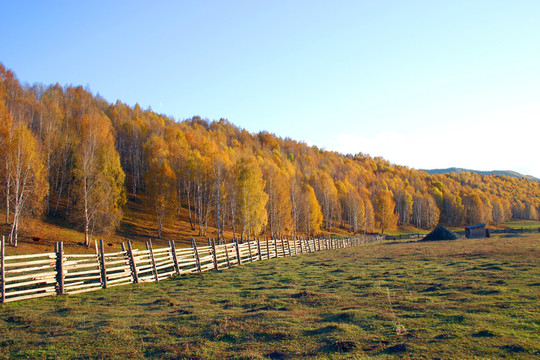 中國 新疆 樹林 草地 樹木