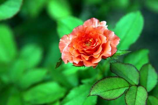 綠葉紅花