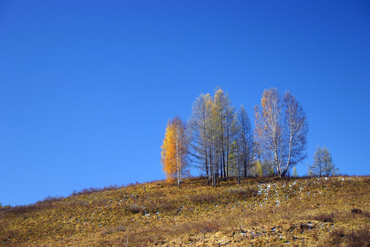 中國 新疆 樹林 草地 樹木