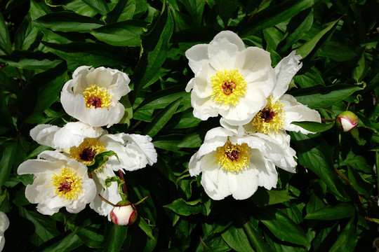 芍藥