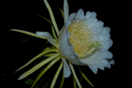 火龍果花