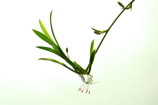 吊蘭