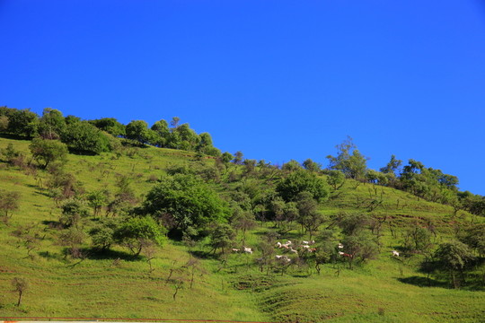 關(guān)山草原