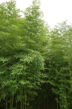 竹子竹林高清圖