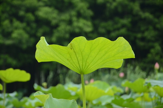 高清荷葉圖片攝影