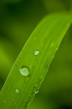 綠葉上的水珠