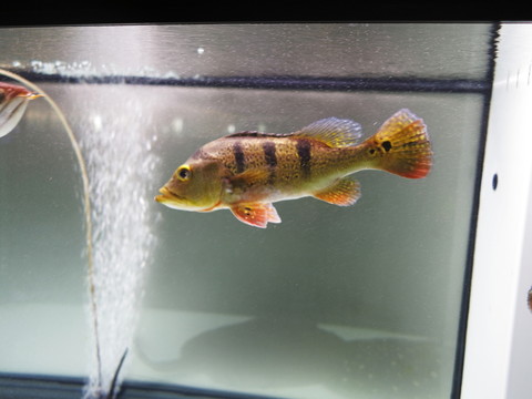 魚