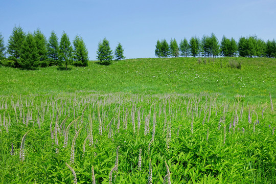 草甸野花