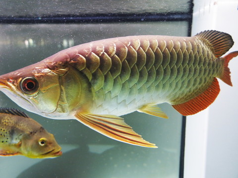 龍魚