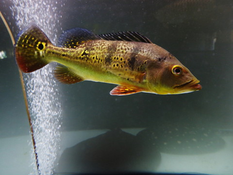 魚
