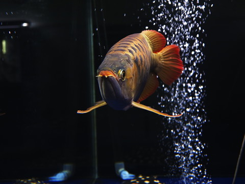 龍魚