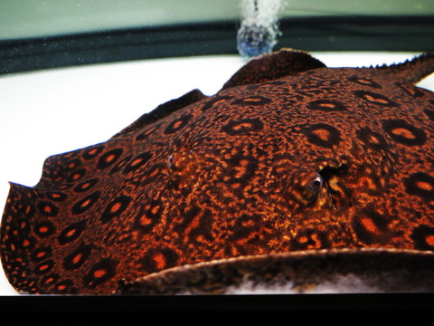 魚