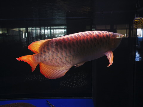 龍魚